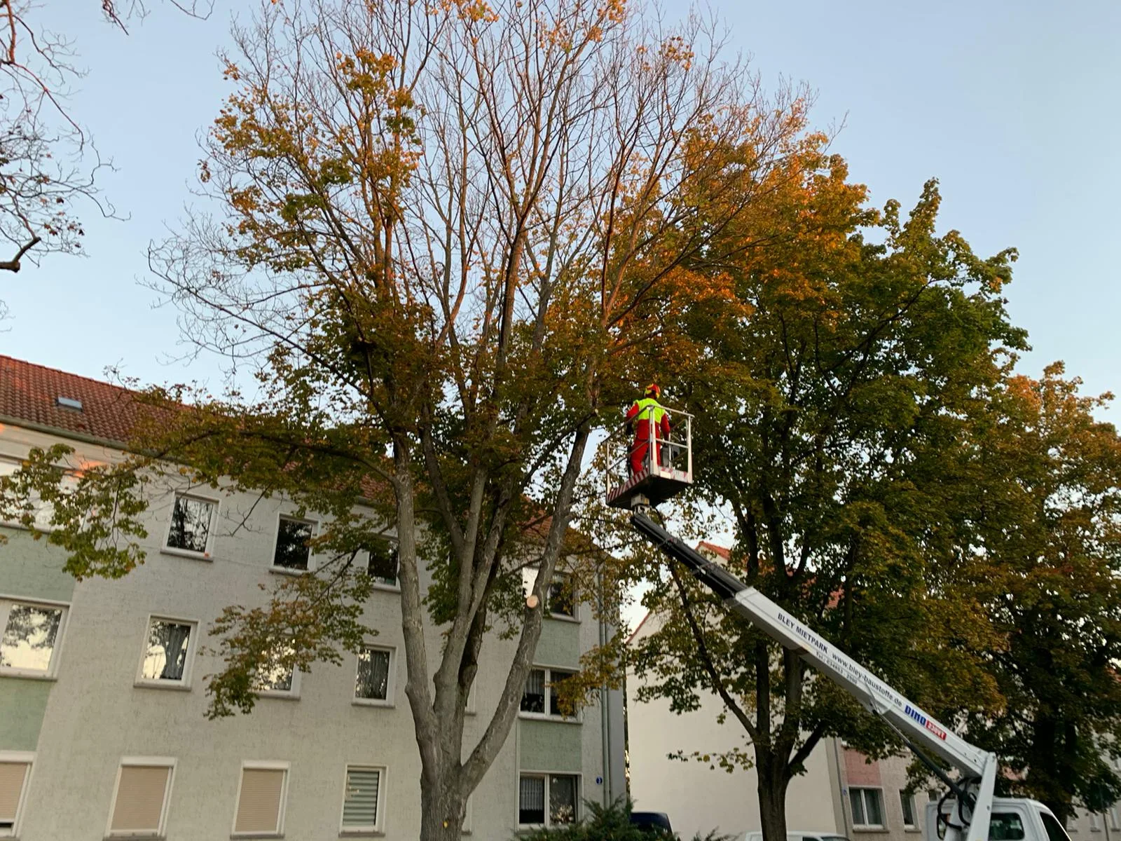 Baumfällung mit Bühne