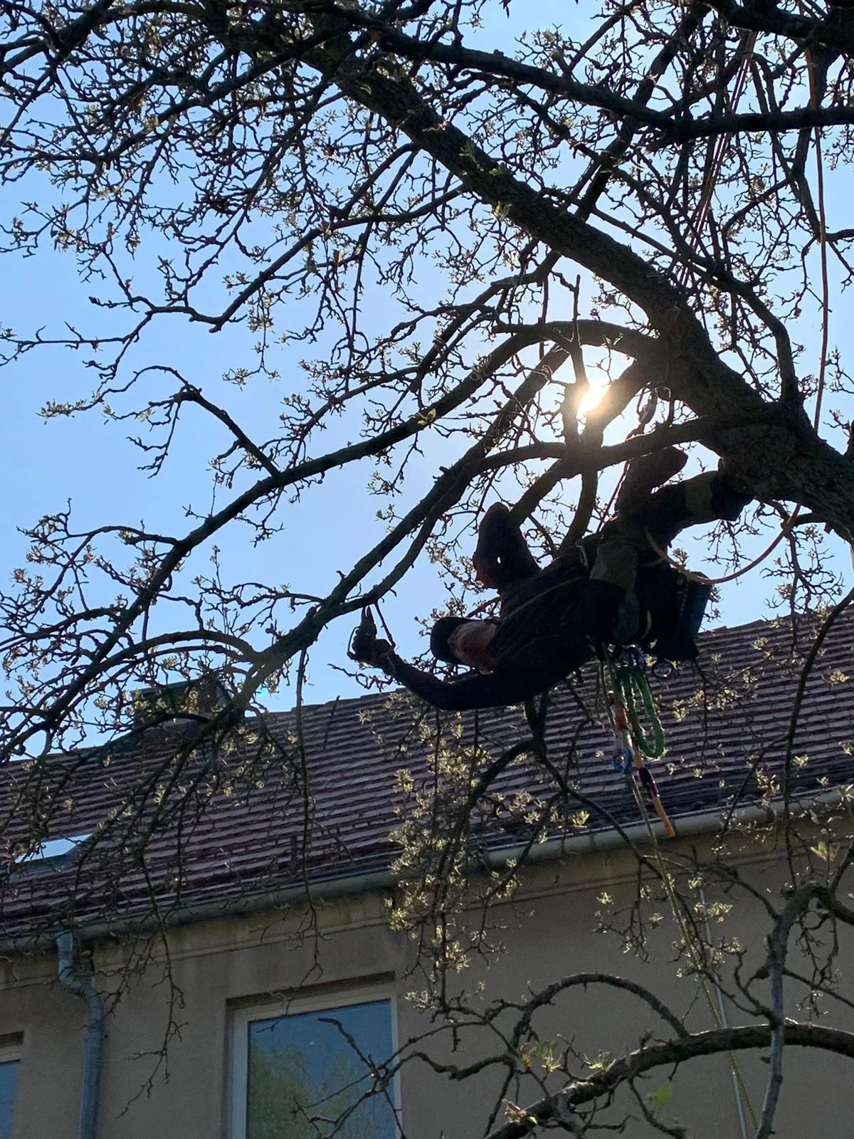 Obstbaumschnitt