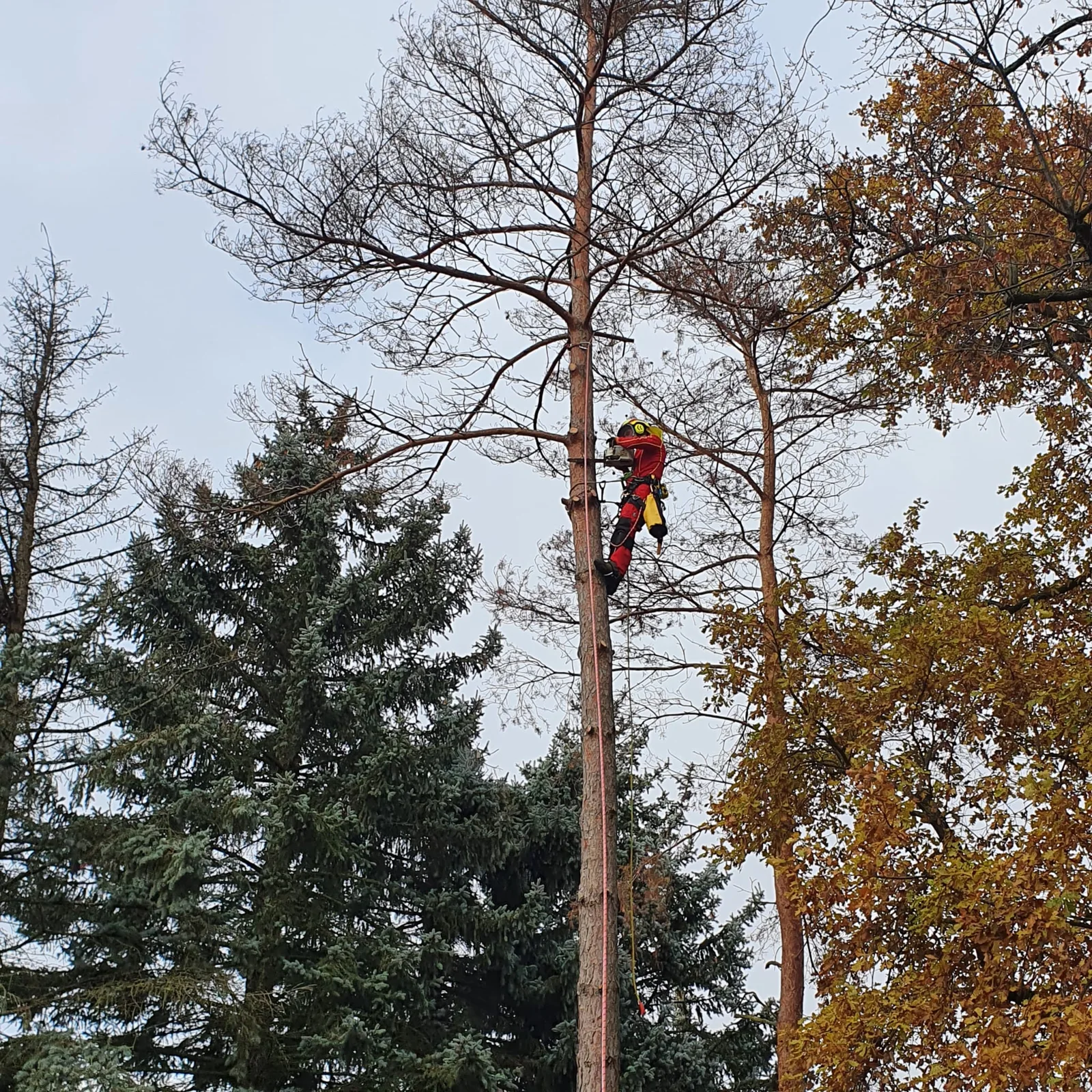Käfergeschädigten Baum gefällt