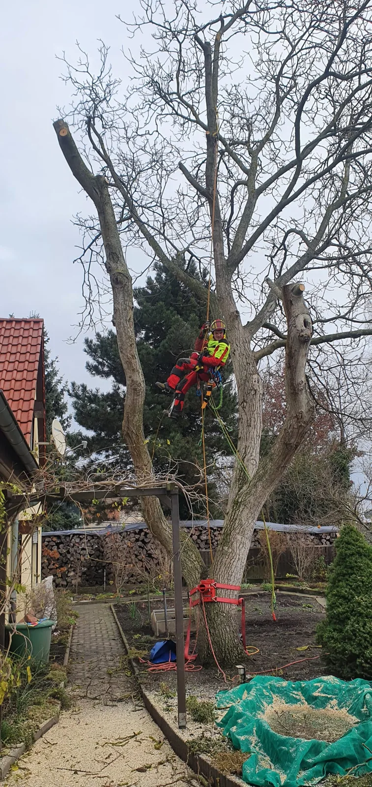 Fällung einer Walnuss