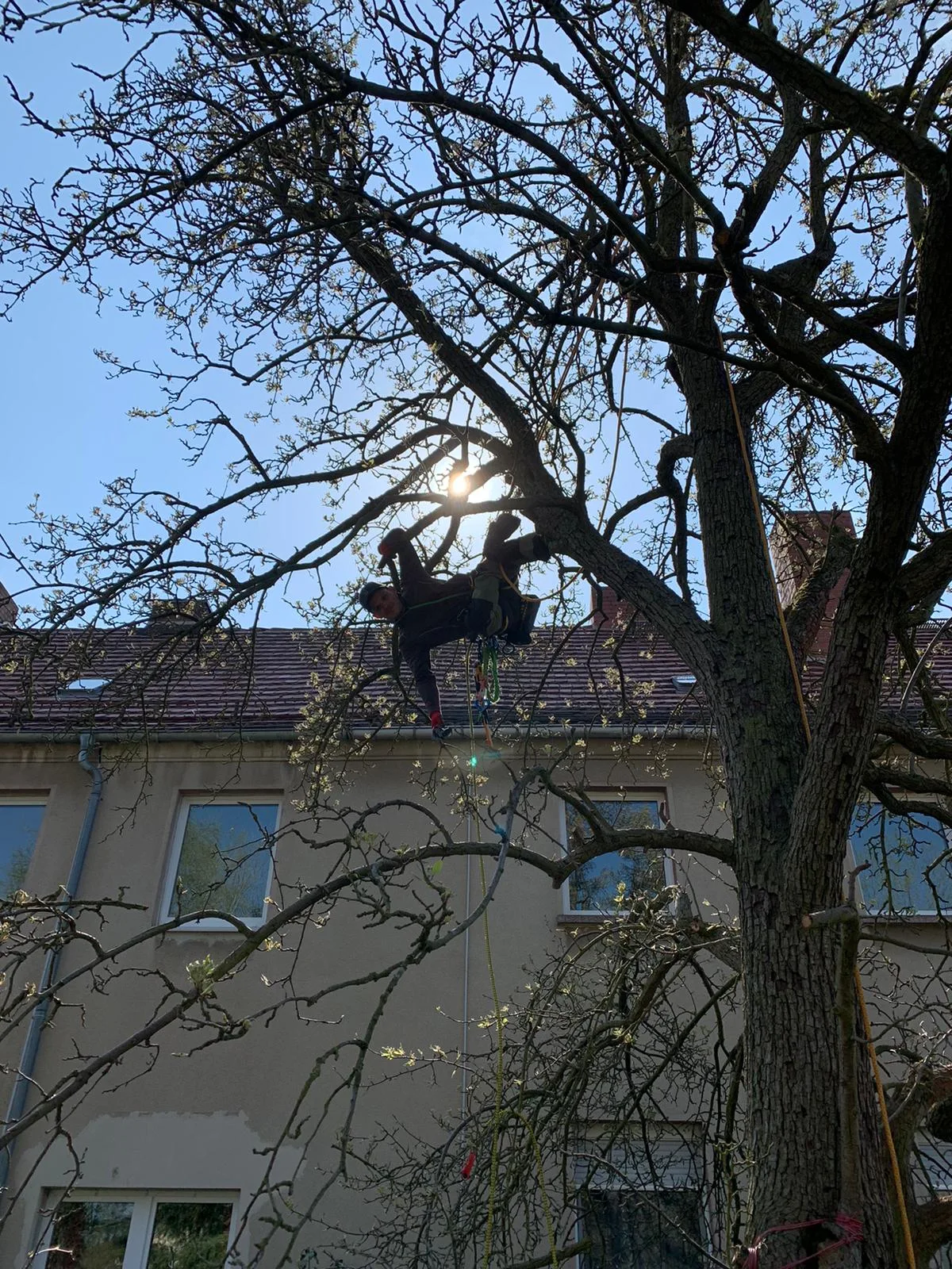 Obstbaumschnitt