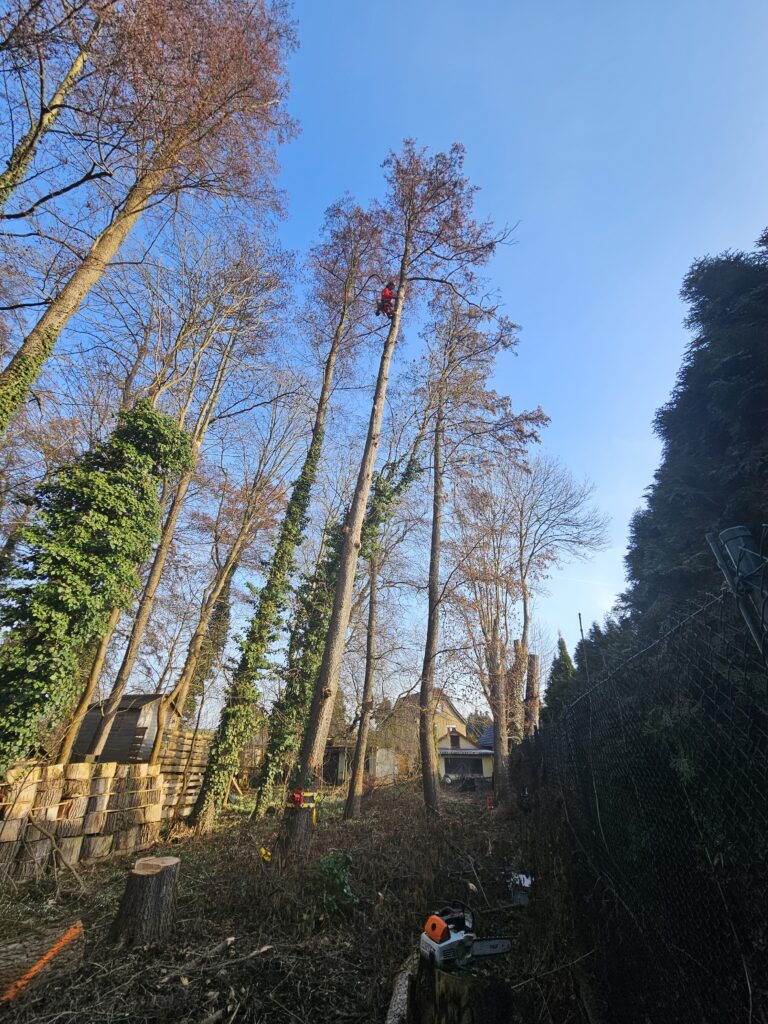 Erlenfällung mittels SKT